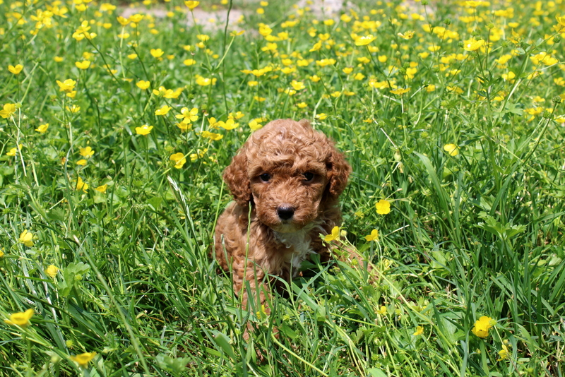 puppy, for, sale, Mini Poodle, Matthew B. Stoltzfus, dog, breeder, Gap, PA, dog-breeder, puppy-for-sale, forsale, nearby, find, puppyfind, locator, puppylocator, aca